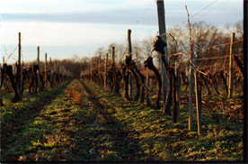 Domaine de Pellehaut Chardonnay  IGP Côtes de Gascogne Blanco sm