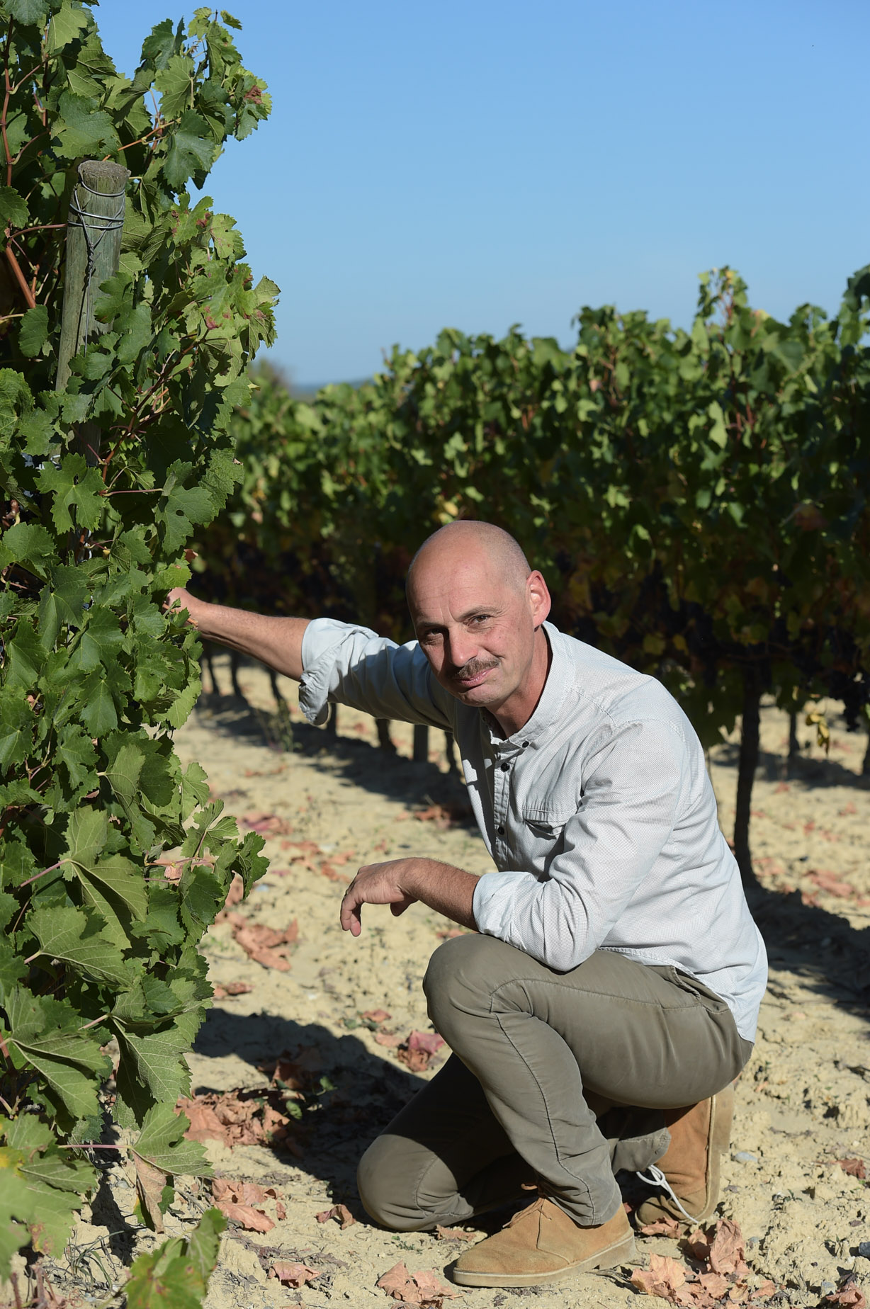 Domaine de Cassagnau Chardonnay IGP Pays d'Oc Blanc 2016
