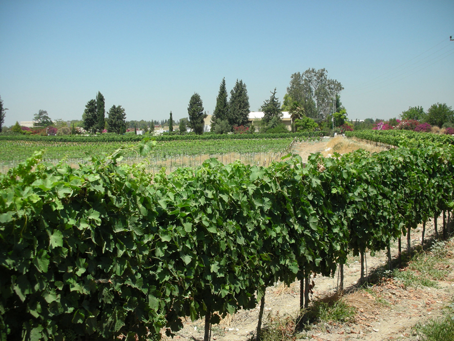 Clos de Gat - Har'el - Merlot  Vin d'Israël Rouge 2014