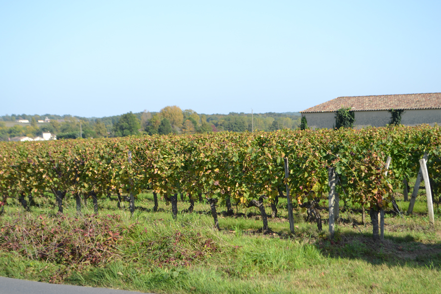 Château Vieille Tour La Rose（玫瑰古塔酒庄） AOC 圣爱美隆特级庄（Saint-Emilion Grand Cru） 红葡萄酒-Red 2016