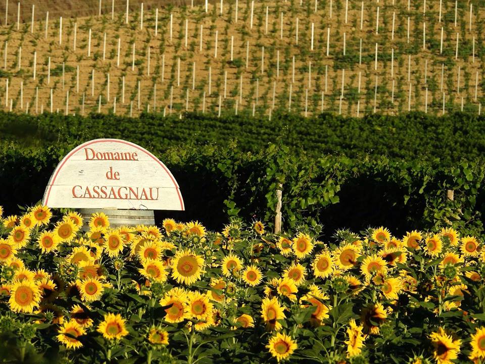 Domaine de Cassagnau Chardonnay IGP Pays d'Oc Blanc 2019