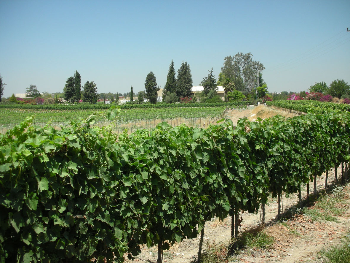 Clos de Gat - Chardonnay  Vin d'Israël Blanc 2019