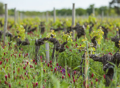 The spring at Château Angludet
