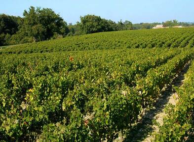 Château Angludet vineyard