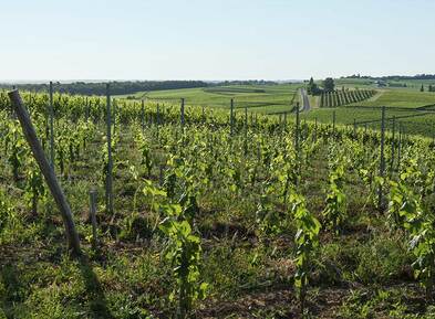 Château Argadens vineyards