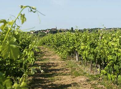 Château Argadens vineyards