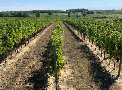 Chateau Daviaud vineyards