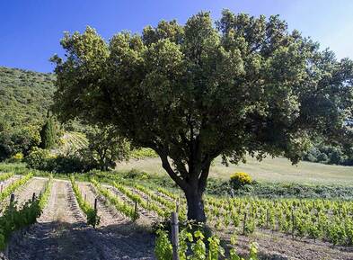 Château Trillol vineyards
