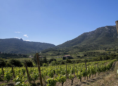 Château Trillol vineyards