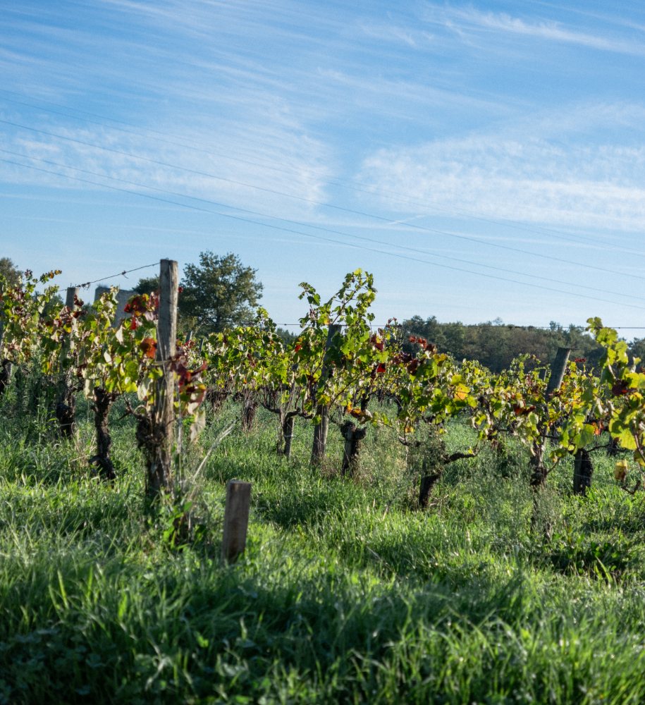 Château Angludet – biodynamie Rangs de vigne enherbés au Château Angludet, illustration de la biodynamie