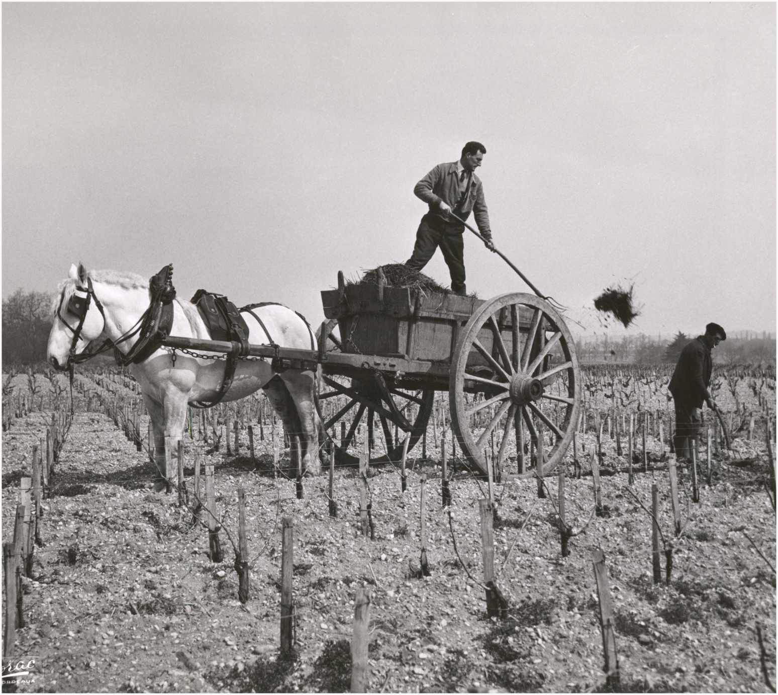 Comprendre la vigne – Maison Sichel Photographie d'archive d'un vigneron épandant du compost à la charrette dans les vignes
