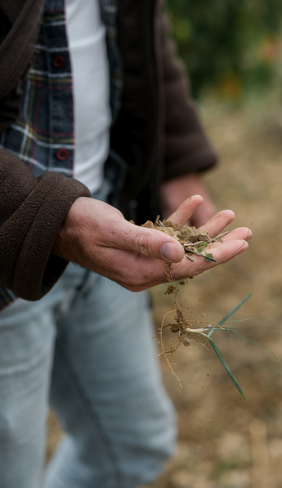 Domaine Peter Sichel – biodynamie Main tenant un échantillon de terre et de racines, illustrant la biodynamie au Domaine Peter Sichel