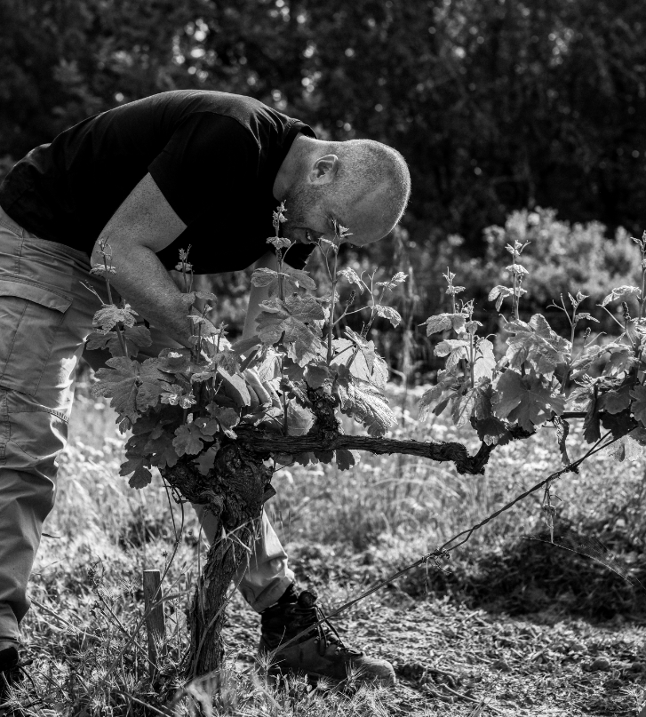 L’atelier Sichel – créer votre vin Vigneron examinant un pied de vigne, L'atelier Sichel pour créer votre vin